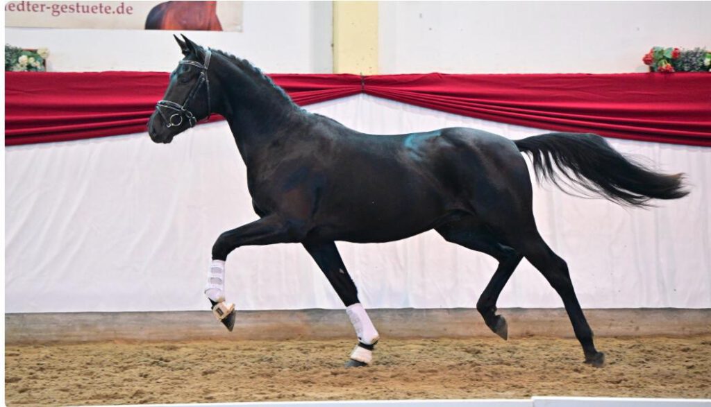 WhatsApp Image 2025-01-17 at 19.04.16