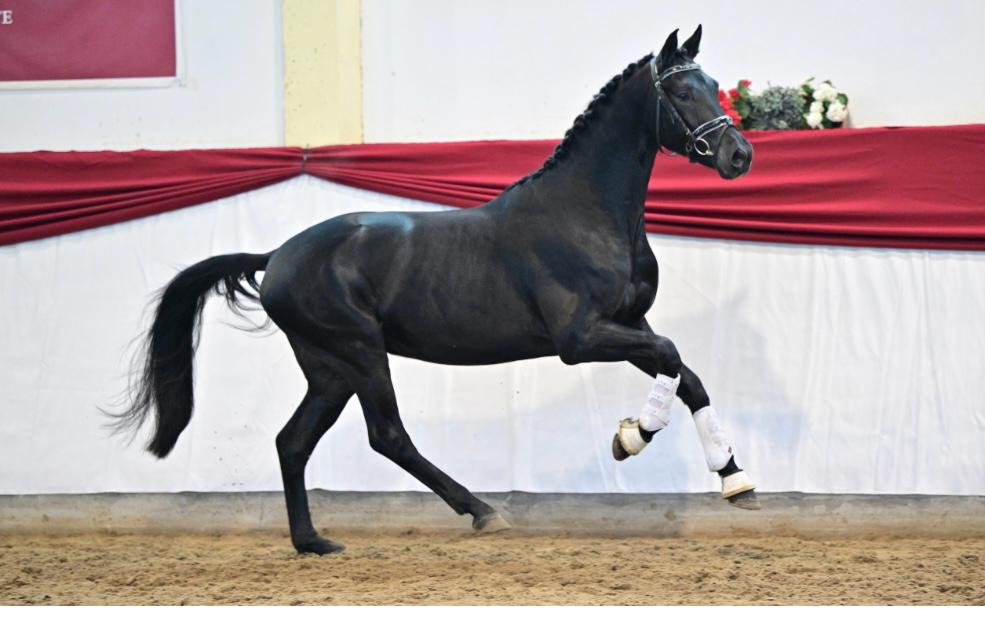 WhatsApp Image 2025-01-17 at 19.04.17