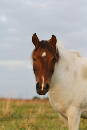 inge5